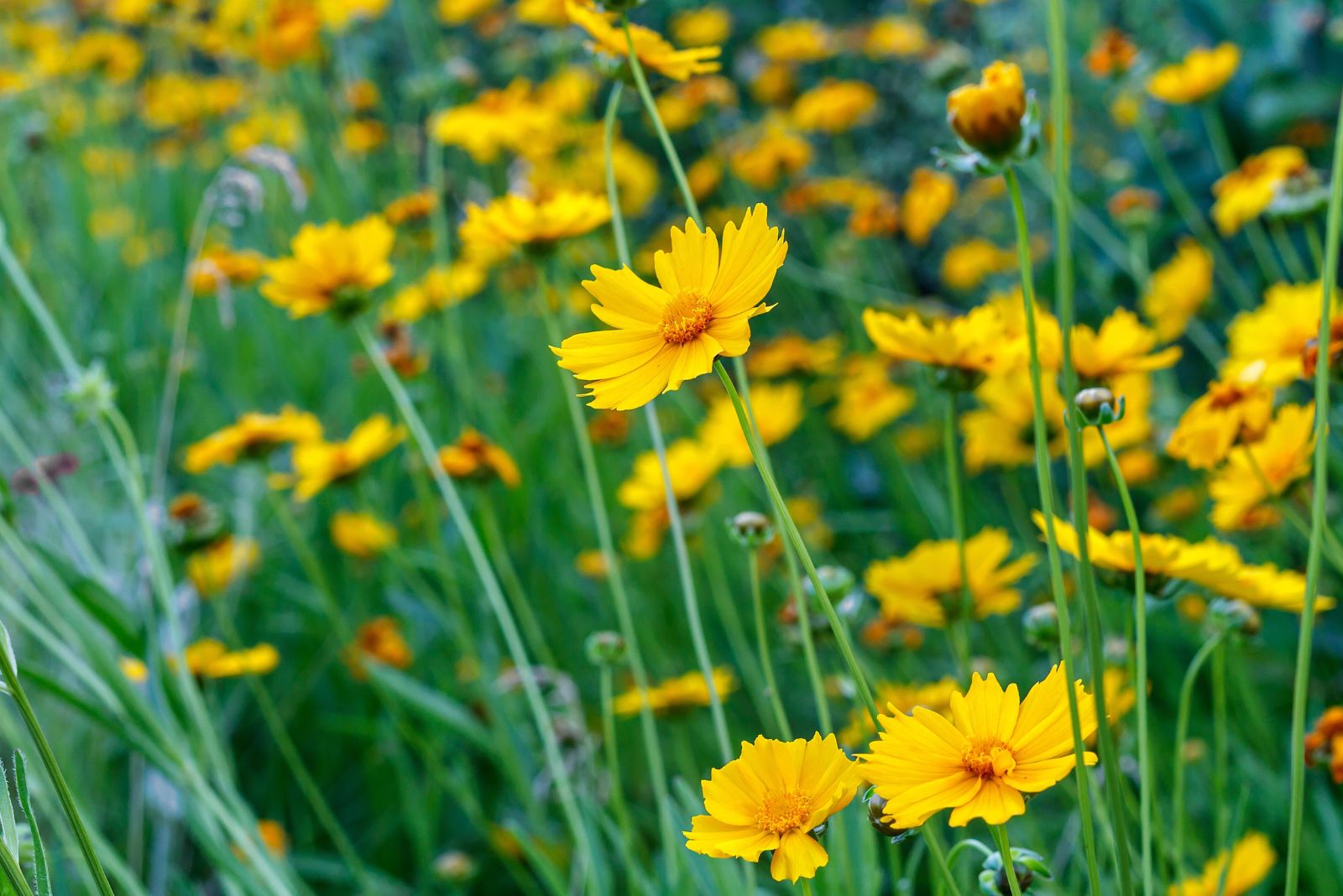 coreopsis