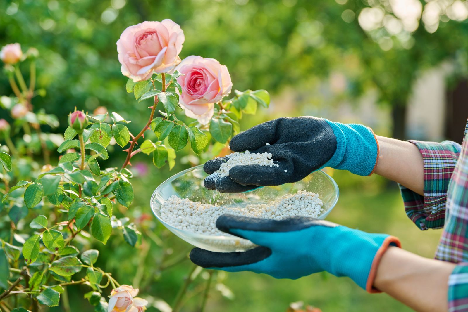 fertilizing roses