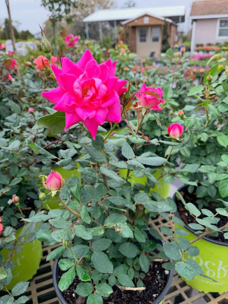 Knock Out Rose Bursting With Endless Color