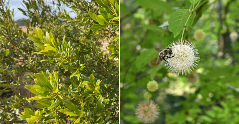 4 Shrubs To Plant In Georgia During March And 4 That Are Safer To Plant In April