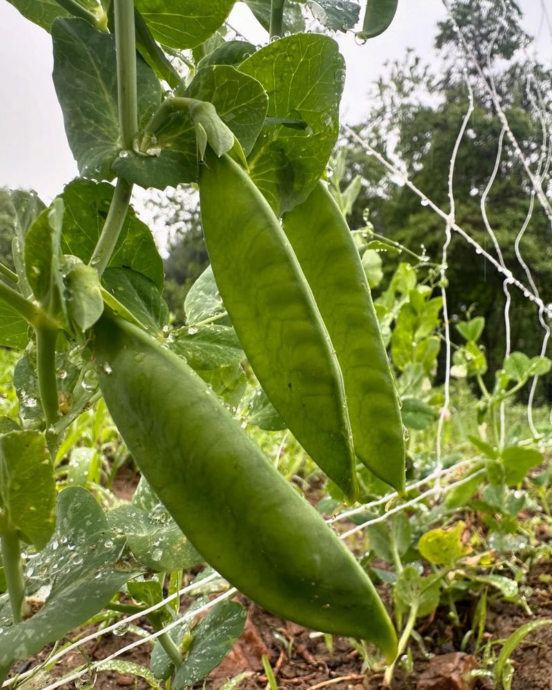 Peas That Pop Up Fast