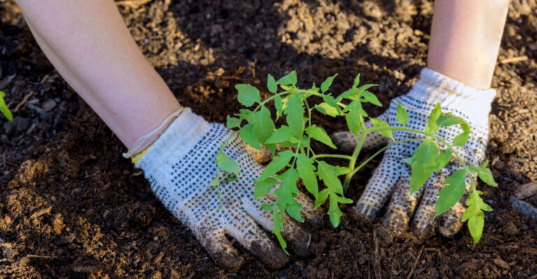 4 Vegetables Michigan Gardeners Can Plant In March And 4 That Are Too Early