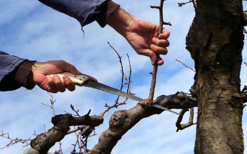 Oak Trees Thrive With A March Trim In Virginia