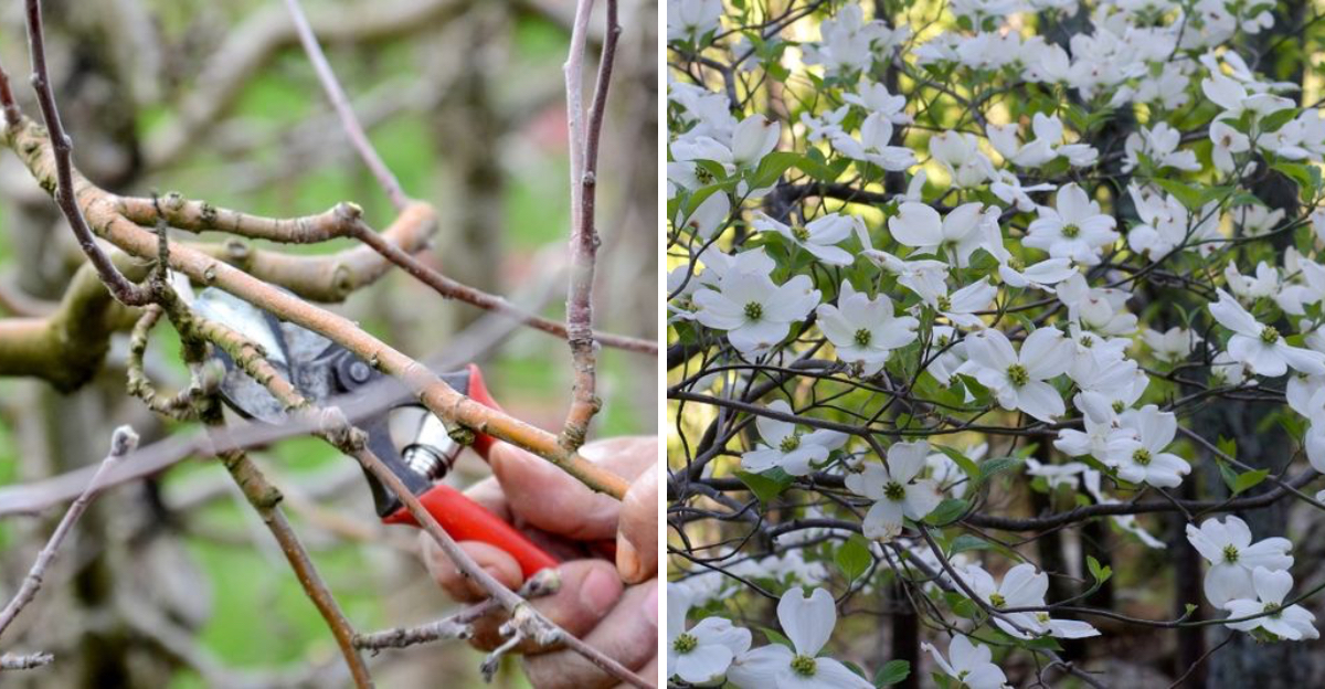 Maple tree and dogwood