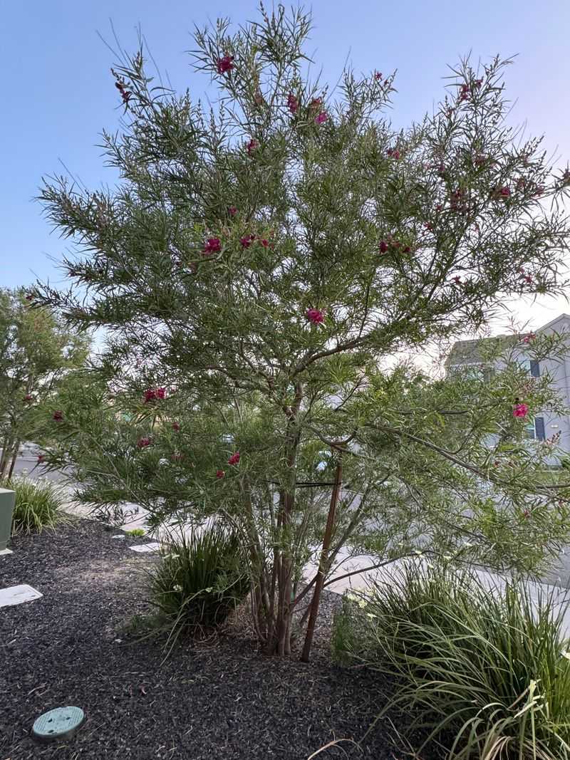 Desert Willow Handles Light March Pruning Well