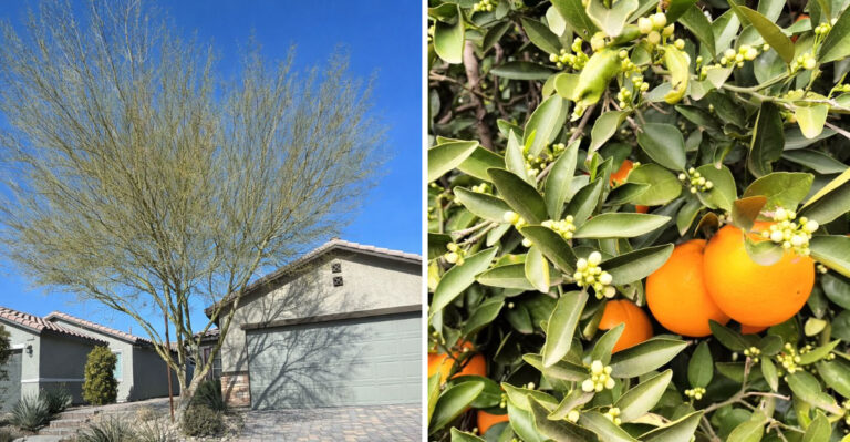 5 Arizona Trees You Can Trim In March And 4 Better Left Alone