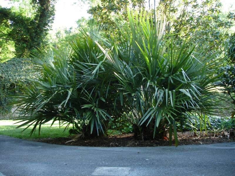 Needle Palm Forms Dense Clumps And Handles Serious Cold