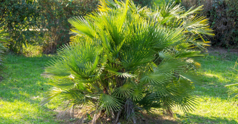 European fan palm