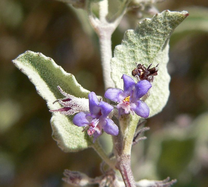 Desert Lavender Brings Silvery Leaves And Purple Blooms