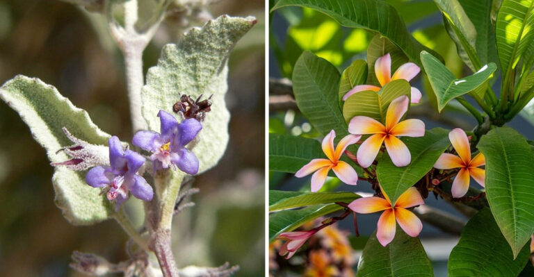 5 Desert Plants To Plant In Arizona During March And 4 That Should Wait