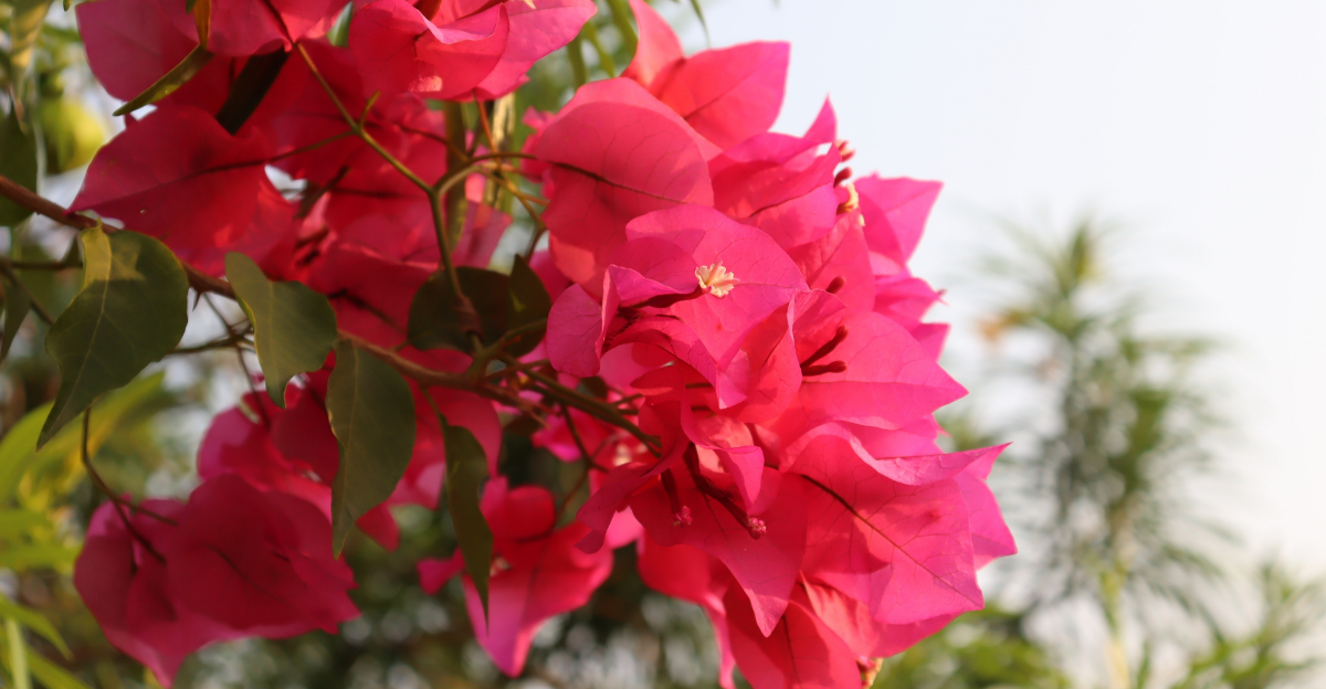5 Flowering Shrubs Arizona Gardeners Should Trim In Late March And 3 To Skip