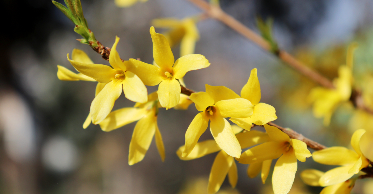 forsythia