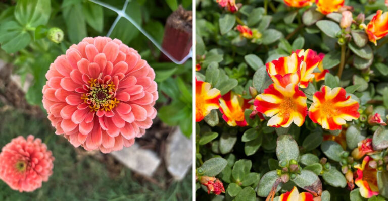 5 Flowers To Plant In Arizona During March And 4 That Should Wait