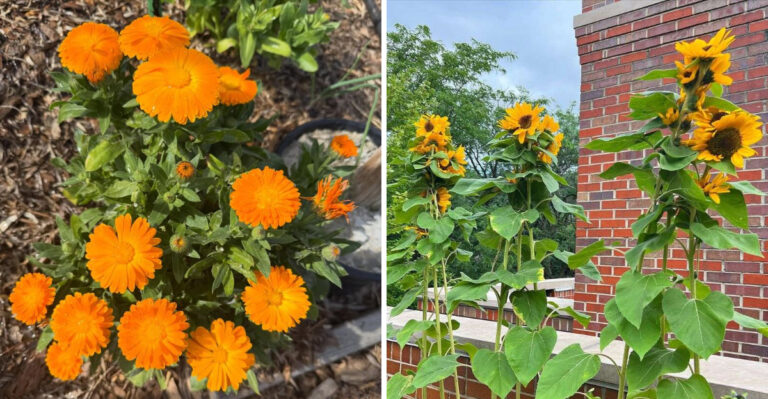 5 Flowers To Plant In Georgia During March And 4 That Prefer Warmer Soil