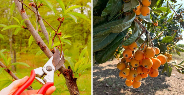 5 Fruit Trees Arizona Gardeners Can Prune In March And 3 That Are Not Ready Yet