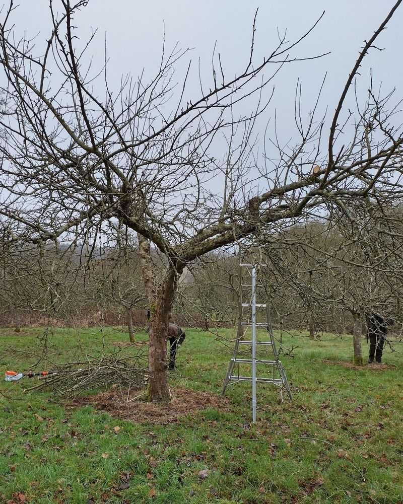 Apple Trees Are Usually Trimmed In Late Winter Before Strong Spring Growth