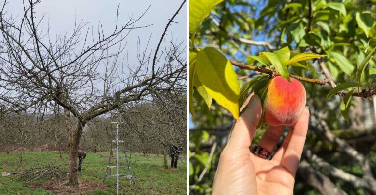 5 Fruit Trees Georgia Gardeners Can Trim In March And 3 To Skip For Now