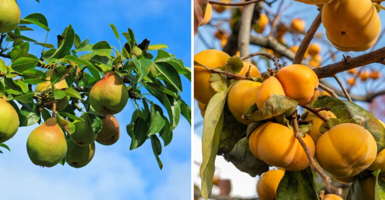 5 Fruit Trees To Plant In Georgia In March And 4 Better Planted Later In Spring