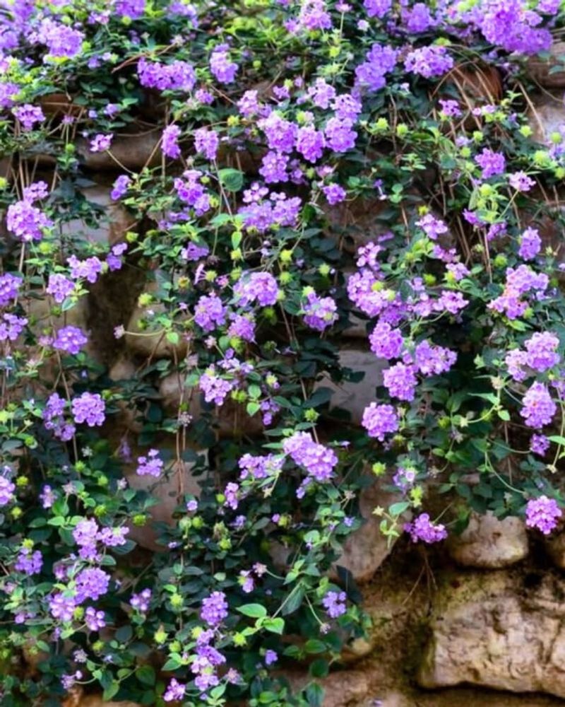 Trailing Lantana Establishes Well As Temperatures Begin Warming