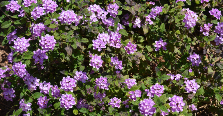 plant (featured image)