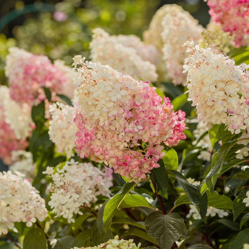 Panicle Hydrangea