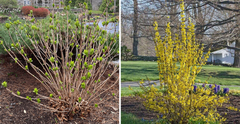 5 Michigan Plants You Can Safely Prune This March And 5 You Should Leave Alone