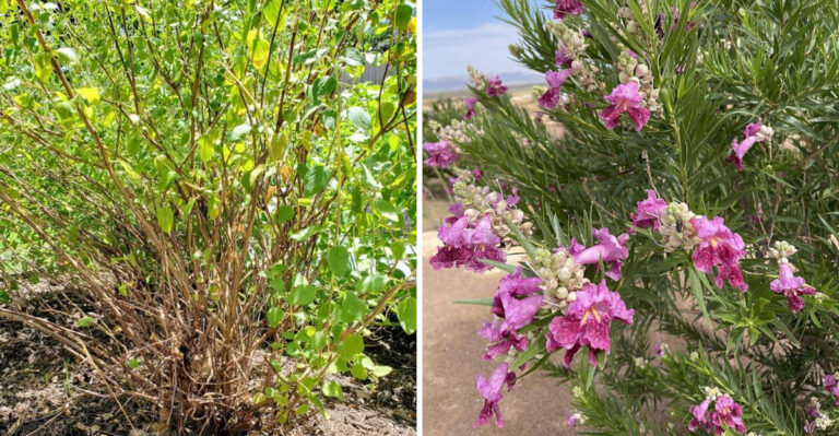 5 Native Arizona Plants You Can Trim In March And 3 That Should Wait