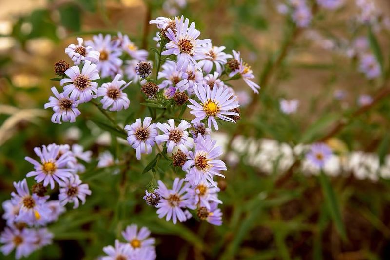 Douglas' Aster