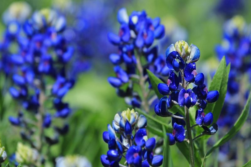 Texas Bluebonnet (Lupinus Texensis)