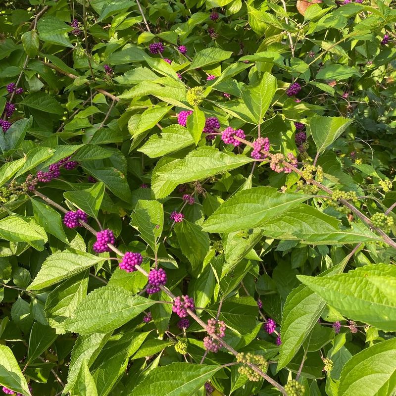 American Beautyberry Responds Well To Early Spring Pruning