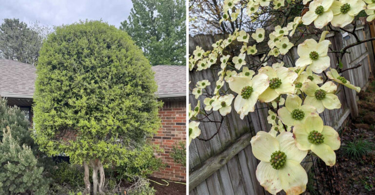 5 Native Georgia Plants You Can Safely Prune In March And 3 To Leave Alone