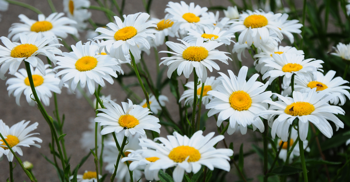 5 Perennials You Should Cut Back In March In California Gardens And 5 You Should Leave Alone