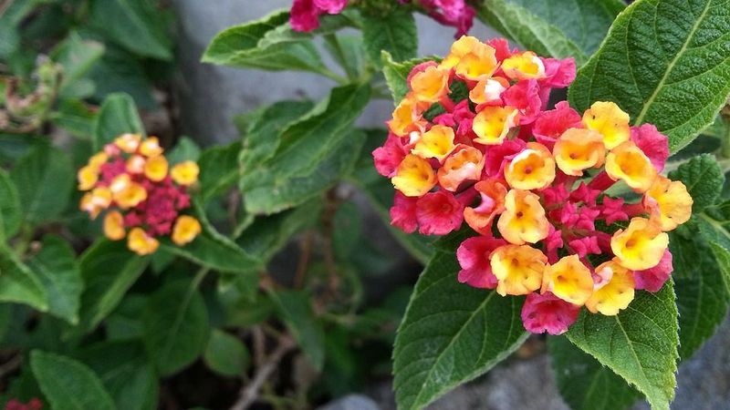Lantana Benefits From A Hard Spring Cutback