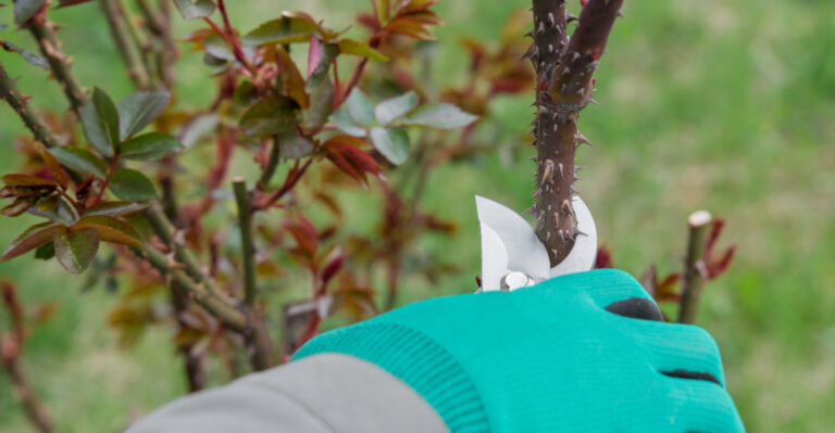 pruning plants (featured image)