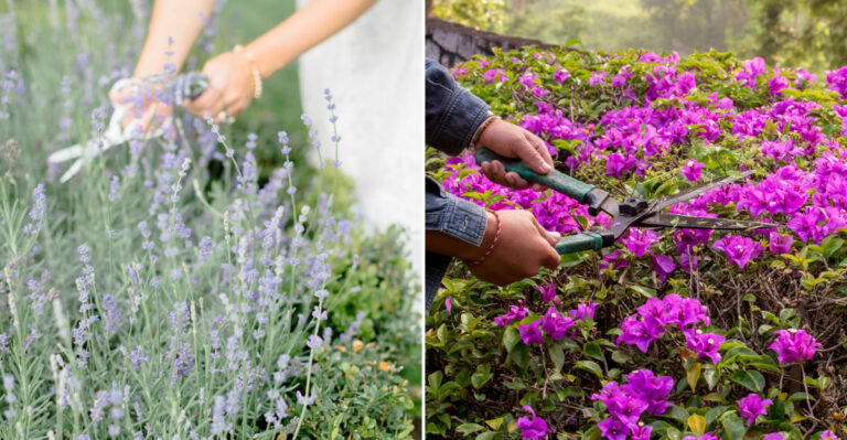 5 Plants California Gardeners Should Prune In April And 4 They Should Leave Alone