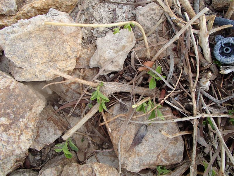 Lantana Responds Well To A Hard Cutback