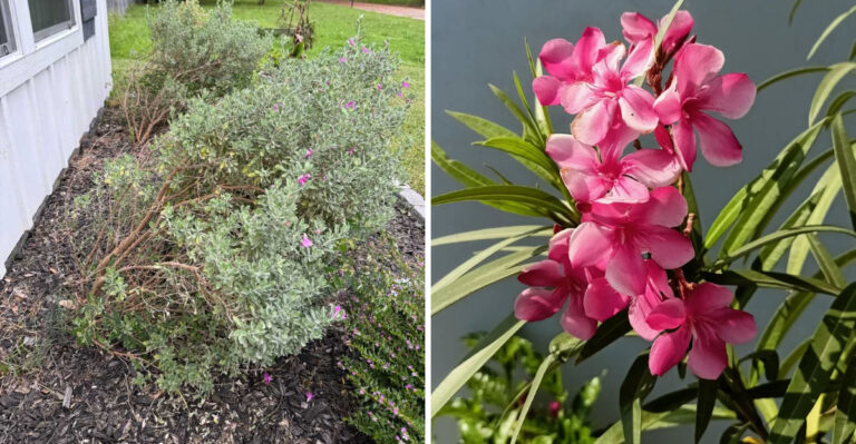 5 Plants In Arizona Yards That Benefit From A March Trim And 4 To Skip For Now