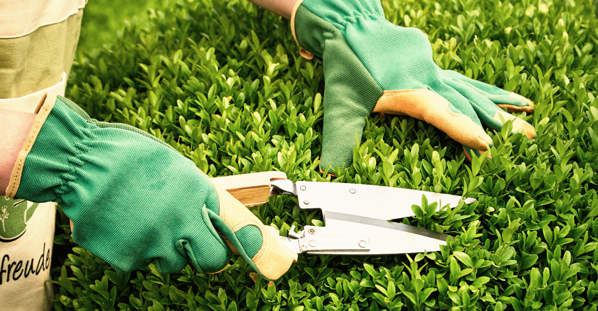 trimming hedge