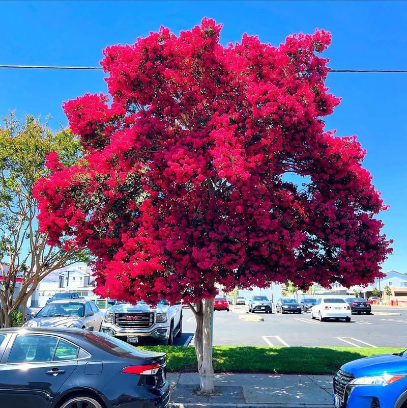 Crape Myrtle Bursting With Summer Color