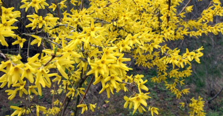 5 Plants You Should Trim Before Spring In Texas And 5 You Shouldn’t Touch Yet