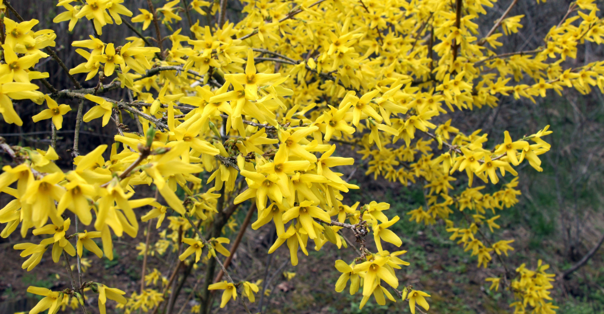 5 Plants You Should Trim Before Spring In Texas And 5 You Shouldn’t Touch Yet