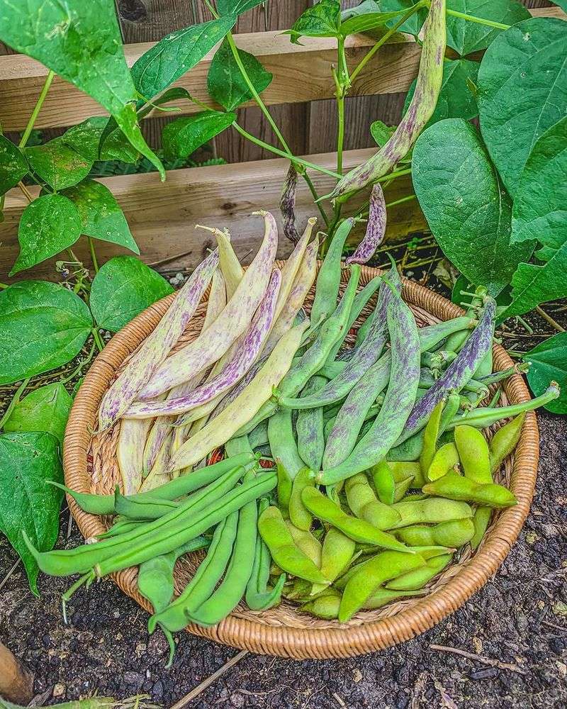 Bush Beans Germinate Fast Once Arizona Soil Warms