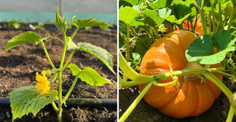 5 Vegetables Arizona Gardeners Can Sow In March And 3 That Are Too Early To Start