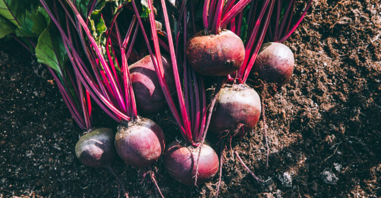 5 Vegetables To Plant In Georgia In Late March And 5 That Are Too Early