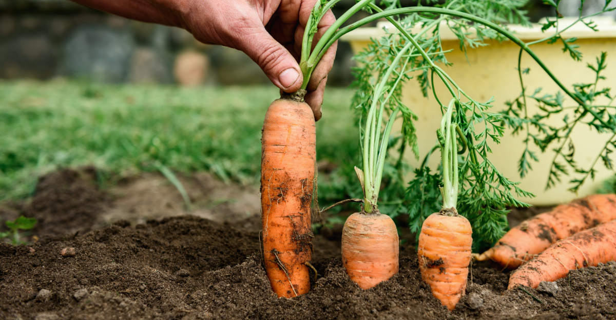 5 Vegetables To Plant In Texas During March And 4 That Are Too Early