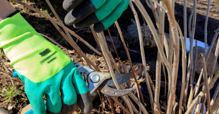 pruning hydrangea
