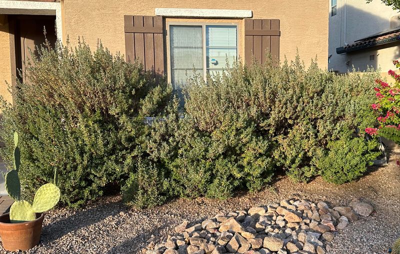 Texas Ranger Thrives With Light Early Spring Shaping