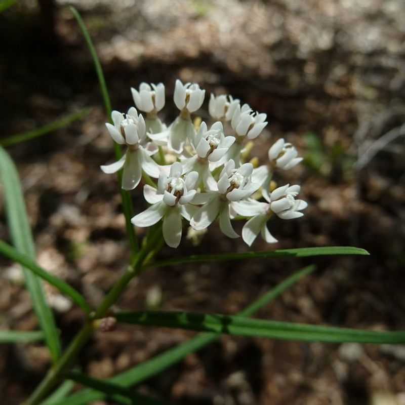 Arizona Milkweed With Its Delicate White Clusters