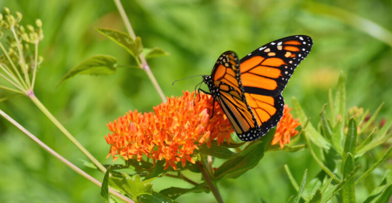 6 Arizona Milkweed Plant Species That Attract Monarch Butterflies