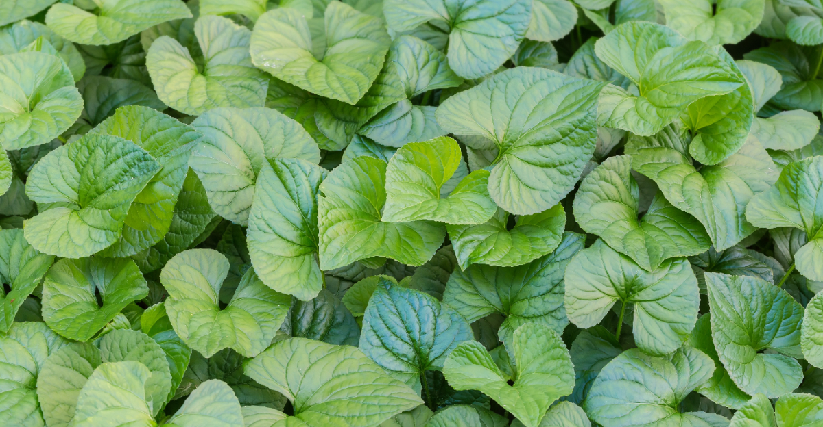 wild ginger groundcover